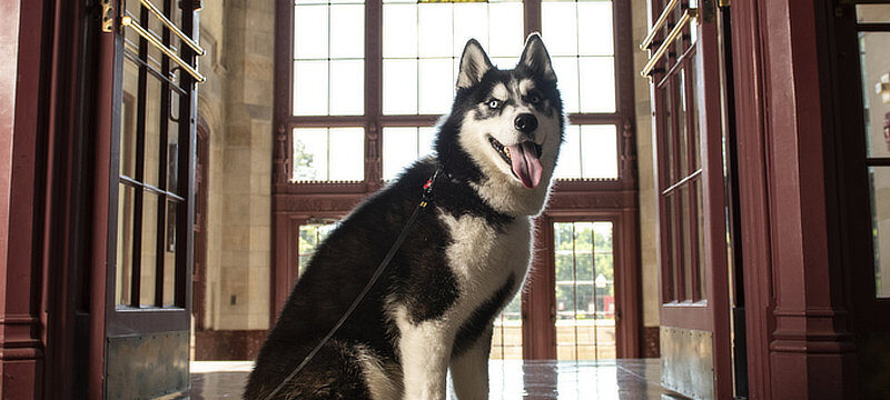 huskie search