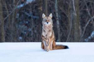 a wolf stands alert on the snow